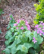 Vita'flore Naturopathe image 1