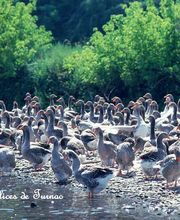 Délices de Turnac image 1