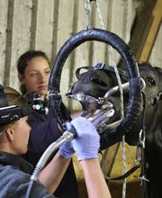 neuhaus.tierärzte.team Bild 2