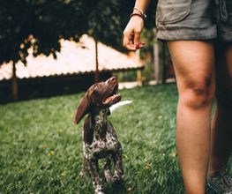 Hundeschule Wauschlau - Welpen & Welpenfrüherziehung Welpenfrüherziehung in der Hundeschule Wauschlau: Basiswissen, Bindungsaufbau und Sozialisierung. Spielerisch lernen Welpen wichtige Grundregeln und entwickeln ein stabiles Fundament für das Leben als Familienhund.