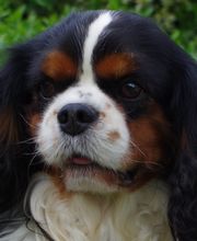 Asenack Association image 5