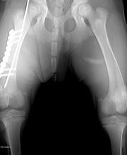 Don Can Servicios Veterinarios S.L.P. imagen 2