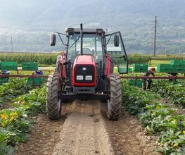 Agrotomato SA Bild 4