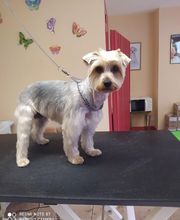 AU TOUTOU MARANS image 14