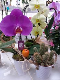 Méli Flor
