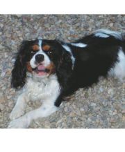 Leprat Sonia image 1