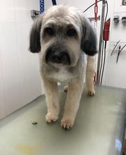 Armelle Toiletteuse Chiens Et Chats image 12