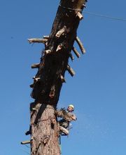 Ecureuil Elagage image 1