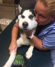 Deer Park Veterinary Hospital image 10