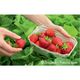 Funck Erdbeeren