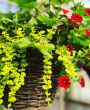 Laurie's Naturescapes image 17