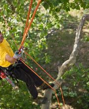 Sittelle Elagage image 2