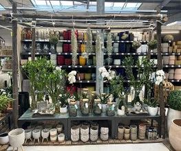 Orchidées et cache pots
