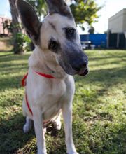 Humane Society Of Greater Miami North image 3