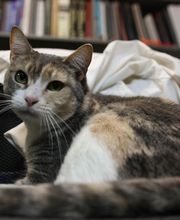 Oakhurst Veterinary Hospital image 18