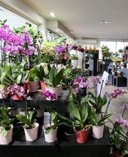 Fleurs Ô Naturel image 6