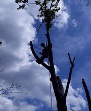 Baumpflege Görlich Bild 3