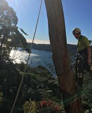 Au sommet de l'arbre image 4