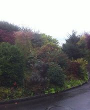 Patric Gartenbau Bild 7