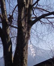 Baumglück Baumpflege GmbH Bild 5