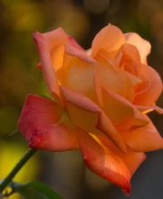 Pflanzencenter Fehr Bild 8