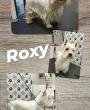 Salon de Toilettage Jenny Dog et Company image 9