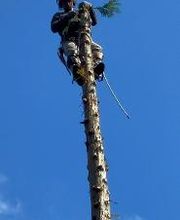 Climbers Tree Care Specialist, Inc. image 12