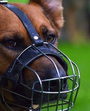 Hundeschule Wauschlau - Verhaltensanalysen	Verhaltensanalyse für auffällige oder gefährliche Hunde: Ursachen erkennen, Wesen einschätzen und Strategien entwickeln. Grundlage für Training, Umgang und Vermittlung durch die Hundeschule Wauschlau.