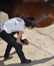 Guillermain Carole image 1