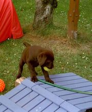 Die Schule der Labradorfreunde Bild 7