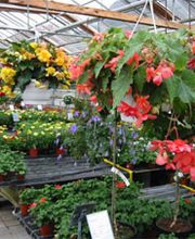 Rodigari Gartencenter Bild 5