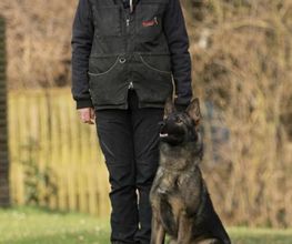Hundeschule DogFeeling Bild 3