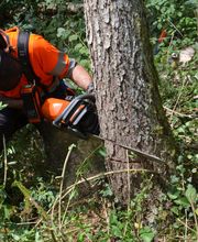 Baumfällung im Wald