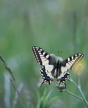 Biolandbau Guggenbüel Bild 2