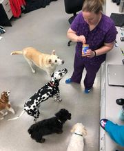 Gentle Doctor Animal Hospital image 19