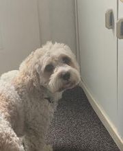 Hundebetreuung Oldies but Goldies Bild 11