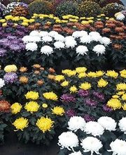 Chazalet Plants image 12