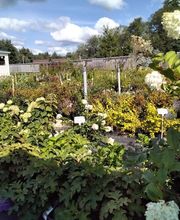 Nicole's Greenhouse & Florist image 9