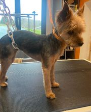 Nany'Dog Toilettage image 2