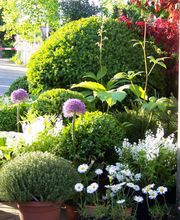 Aquilegia Im Garten Zuhause GmbH Bild 3