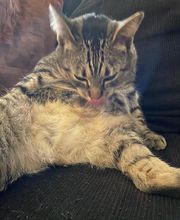 SurfSide Dog LLC image 7