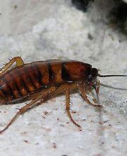 LAN Limpieza Industrial imagen 2