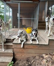 VanJara-Dogtraining by Vanessa Rieder Bild 5