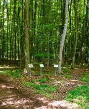 FriedWald Ohetal Bild 6