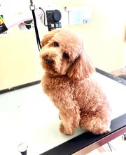 Happy Dog image 1