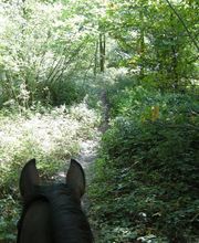 Cheval Nature image 2
