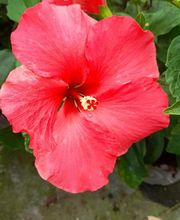 Marty Fleurs image 13