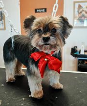 Chien Beauté image 8