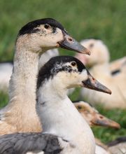 Domaine de Barbe image 1