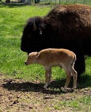 Chahinkapa Zoo image 18